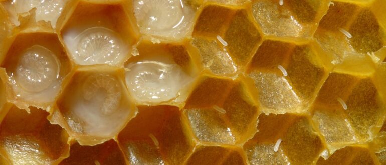 маточное молочко от язвы желудка